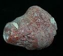 Fossil Red Horn Coral Pendant - Utah #5952-1
